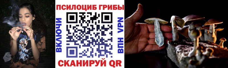 Купить  Ершов  Псилоцибиновые грибы Psilocybine cubensis 